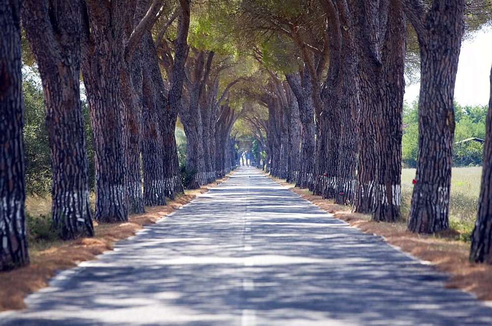 Tree-lined road, Maremma, Tuscany, Italy, Europe