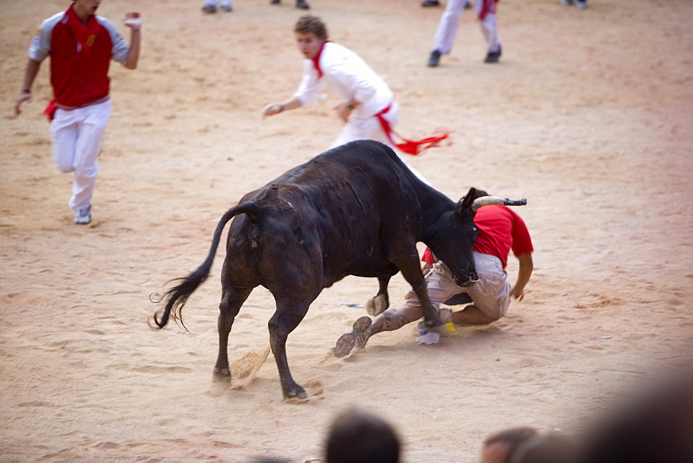 Bull fighting, San Fermin festival, Plaza de Toros, Pamplona, Navarra, Spain, Europe