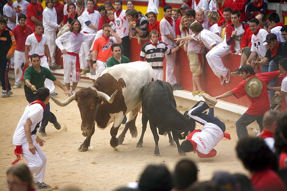 Running of the bulls, San Fermin festival, Plaza de Toros, Pamplona, Navarra, Euskadi, Spain, Europe