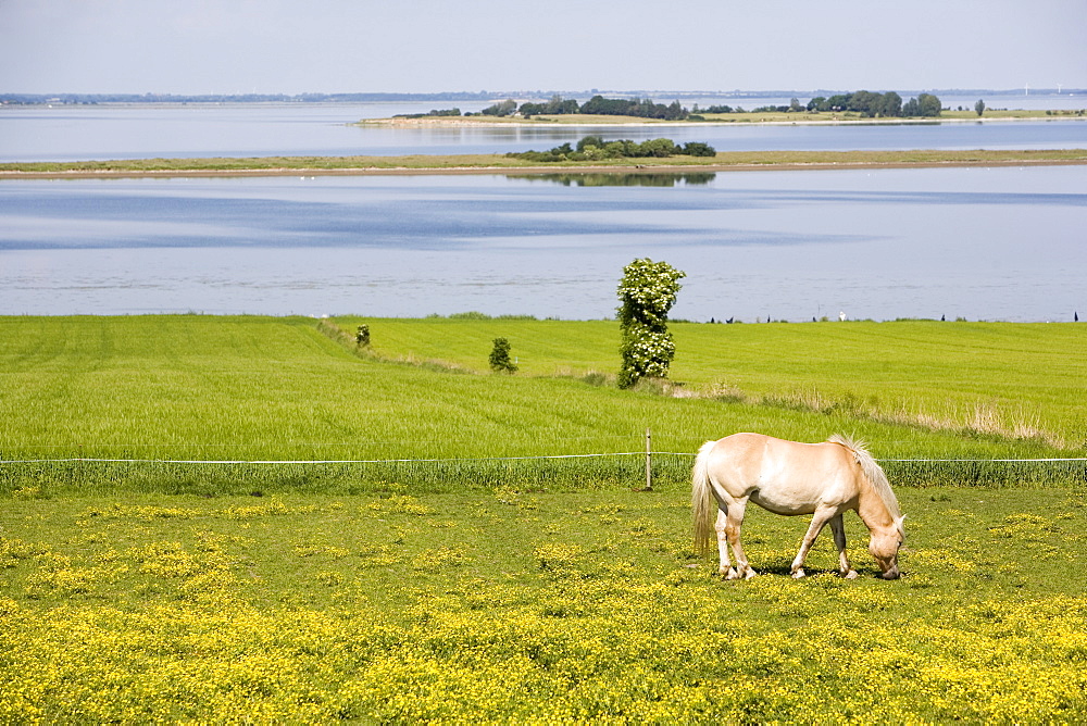 Horses, Aero Island, Funen, Denmark, Scandinavia, Europe