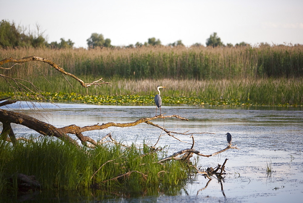 Danube River delta, Romania, Europe