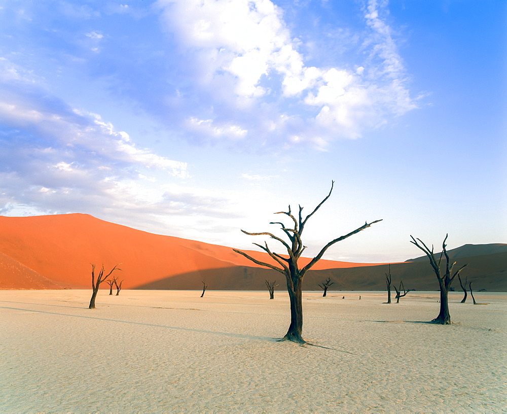 Dead trees and orange sand dunes, Dead Vlei, Sossusvlei dune field, Namib-Naukluft Park, Namib Desert, Namibia, Africa 