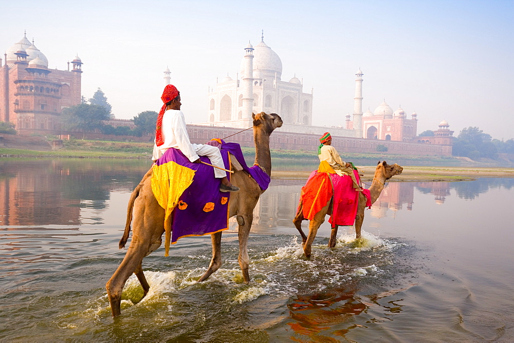 Man and boy riding camels in the Yamuna River in front of the Taj Mahal, UNESCO World Heritage Site, Agra, Uttar Pradesh, India, Asia