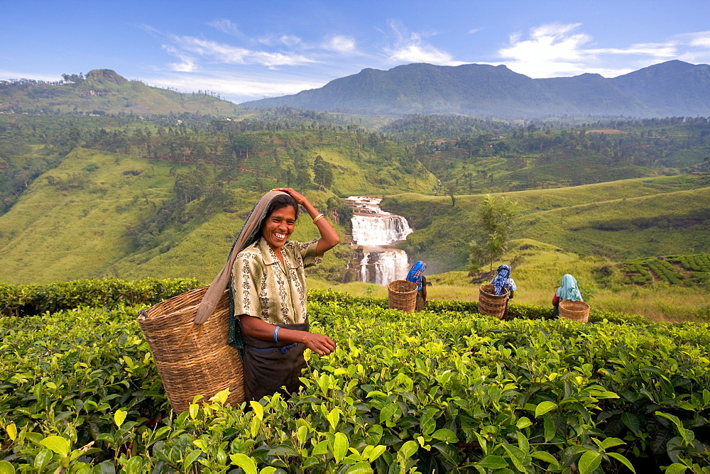 Women picking tea on Tea Plantation, Nuwara Eliya, Hill Country, Sri Lanka, Asia 