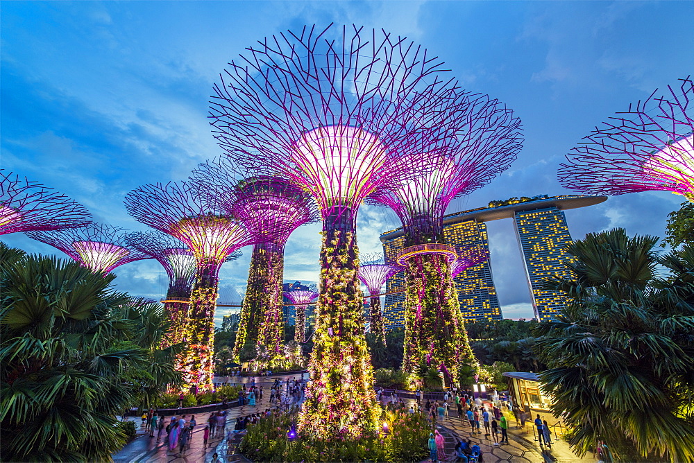 Supertrees at Gardens by the Bay, illuminated at night, Singapore, Southeast Asia, Asia