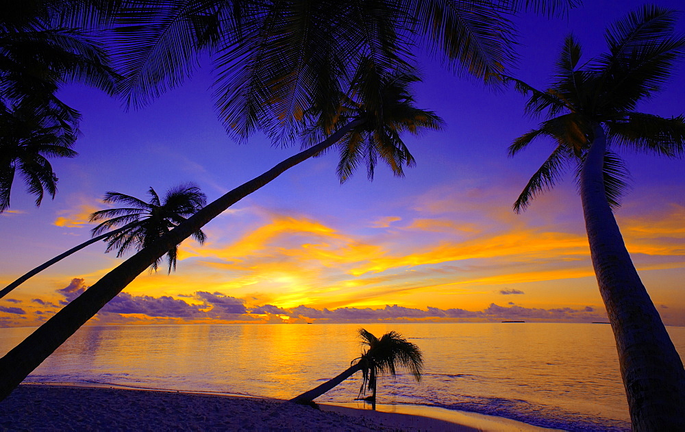 Palm trees and ocean at sunset, Maldives, Indian Ocean, Asia