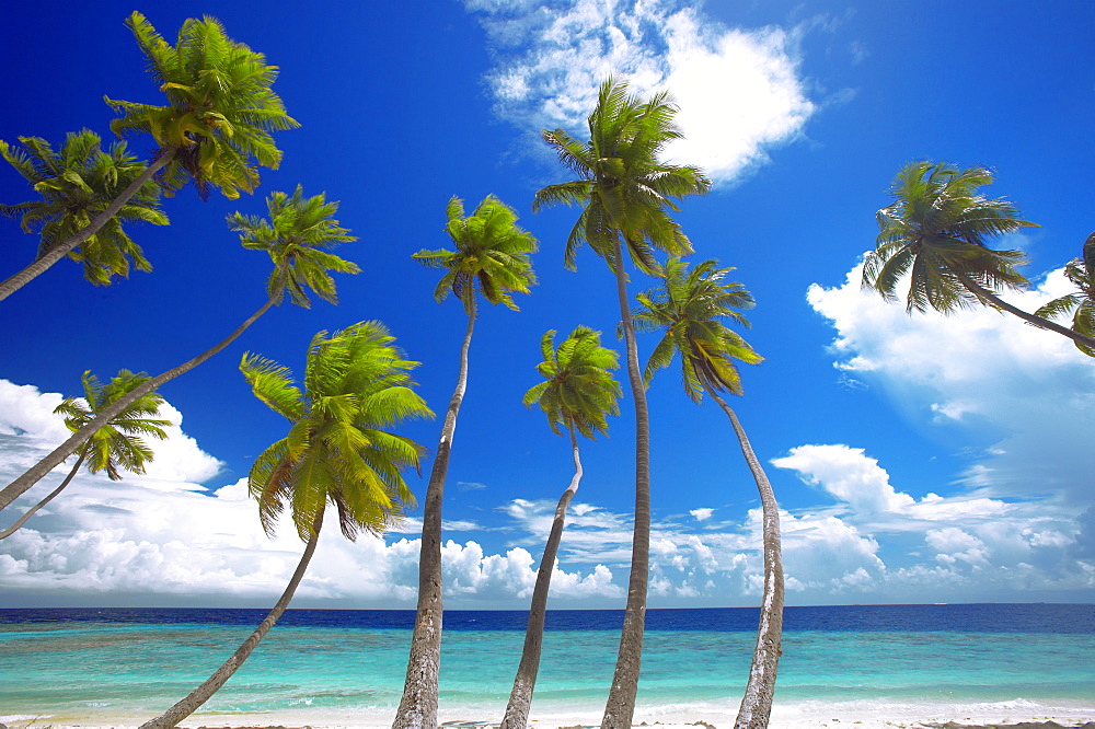 Empty beach and palm trees, Maldives, Indian Ocean, Asia