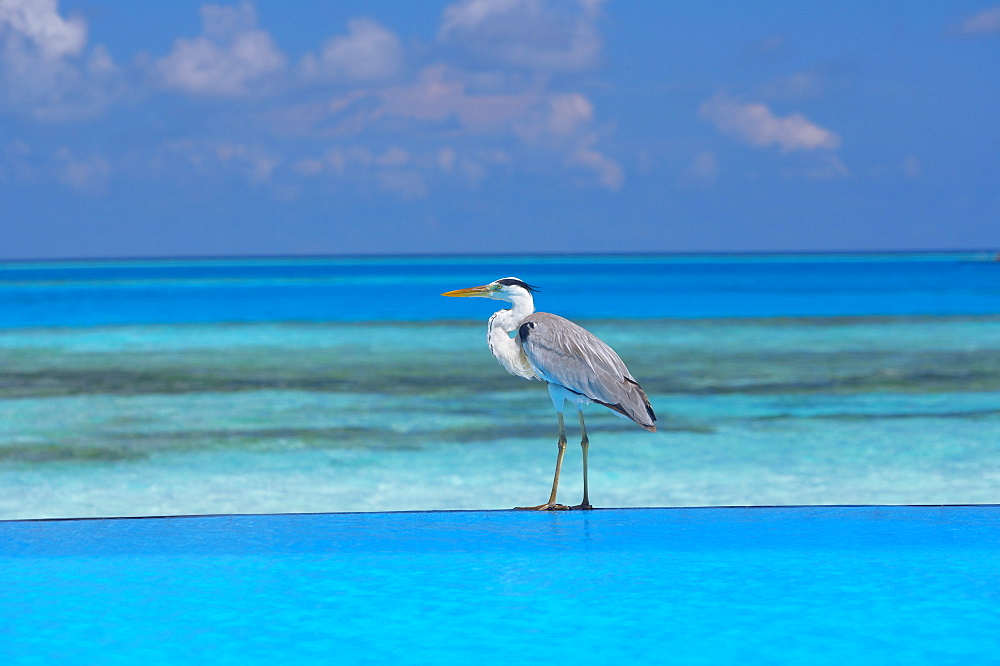 Blue heron standing in water, Maldives, Indian Ocean, Asia