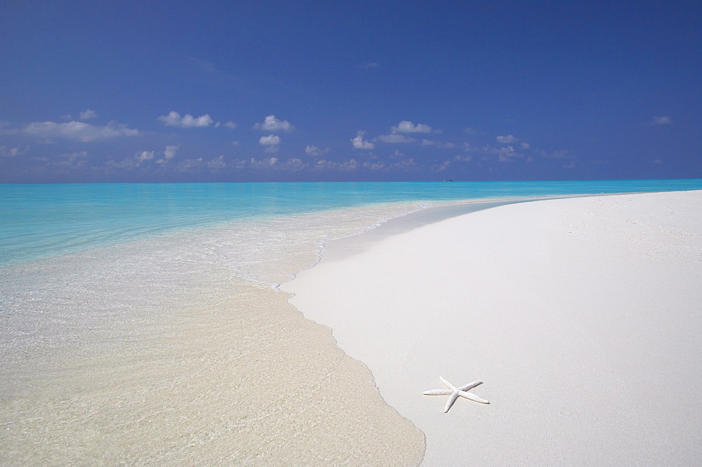 Starfish on beach, Male Atoll, Maldives, Indian Ocean