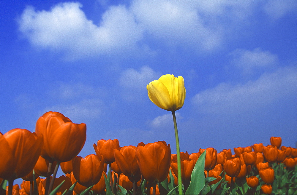 Yellow tulip amongst a sea of red tulips. 