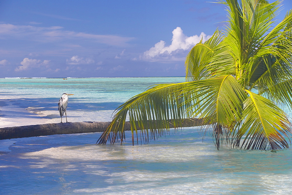 Blue heron standing on palm tree, Maldives, Indian Ocean, Asia