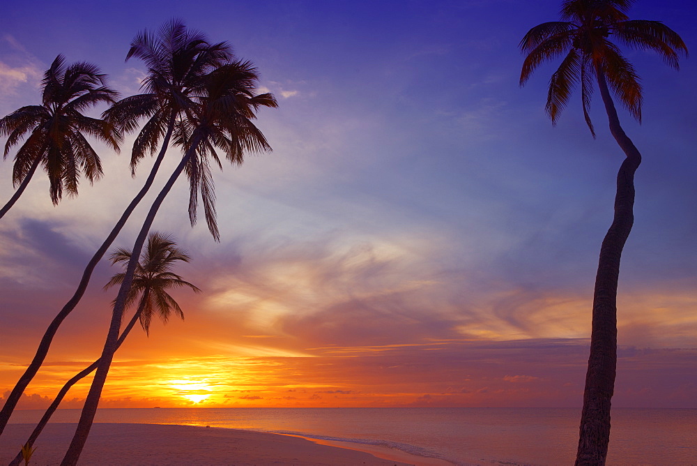 Palm trees and ocean at sunset, Maldives, Indian Ocean, Asia
