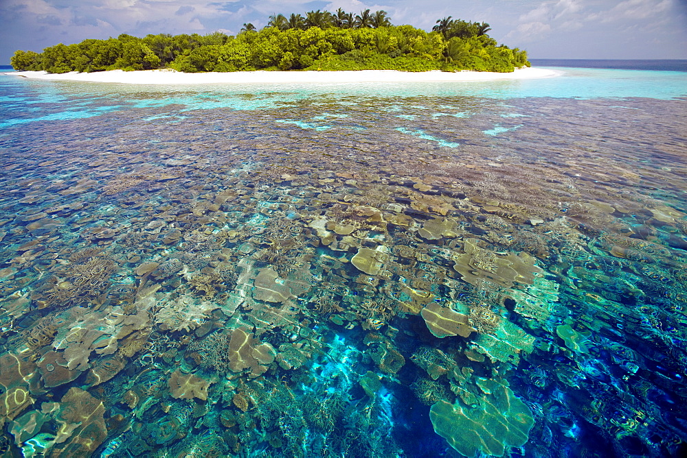 Coral plates, lagoon and tropical island, Maldives, Indian Ocean, Asia