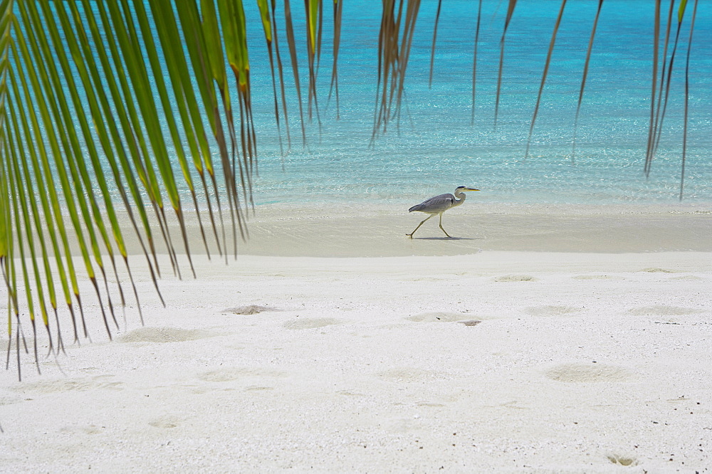 Heron wading along water's edge on tropical beach, Maldives, Indian Ocean, Asia 