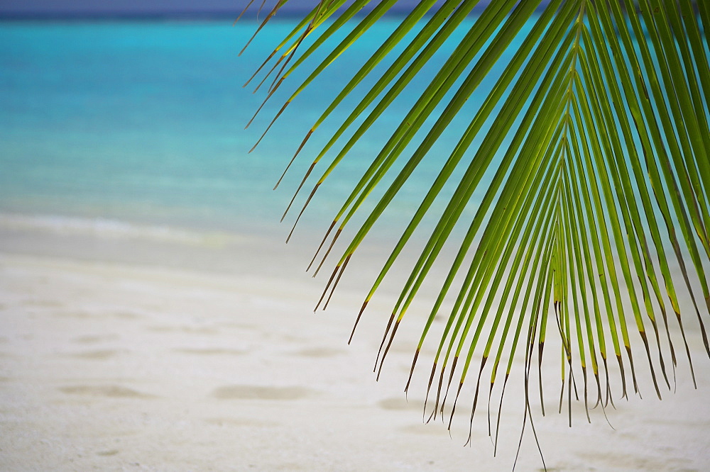 Palm tree leaf and tropical beach, Maldives, Indian Ocean, Asia