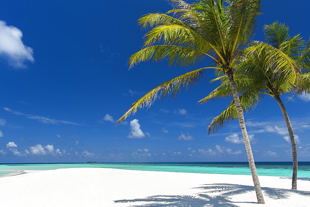 Palm trees and tropical beach, Maldives, Indian Ocean, Asia