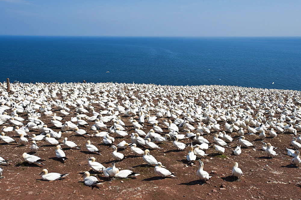 Northern gannet colony, Ile Bonaventure offshore of Perce, Quebec, Canada, North America