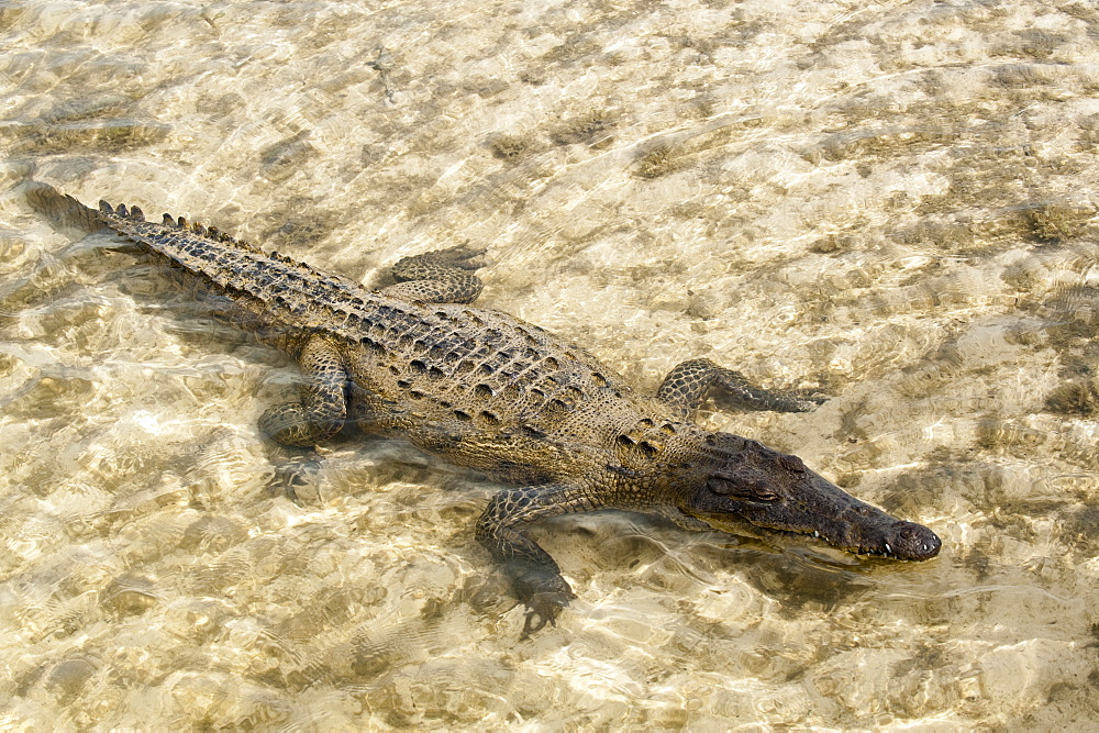 Saltwater crocodile in Punta Sur Park, Isla de Cozumel (Cozumel Island), Cozumel, off the Yucatan, Quintana Roo, Mexico, North America