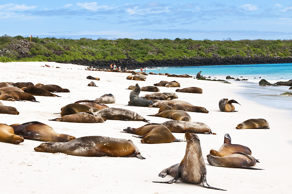 Galapagos sea lion (Zalophus wollebaeki), Gardner Bay, Isla Espanola (Hood Island), Galapagos Islands, UNESCO World Heritage Site, Ecuador, South America