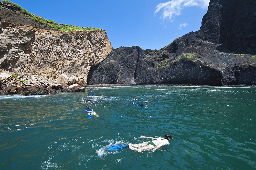 Snorkeling at Vincente Roca Point on Isla Isabela (Isabela Island), Galapagos Islands, UNESCO World Heritage Site, Ecuador, South America