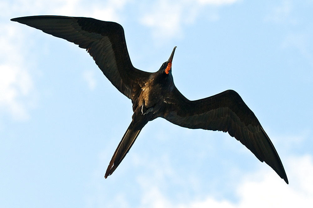 Great frigatebird (Sula nebouxii), Galapagos Islands, Ecuador, South America