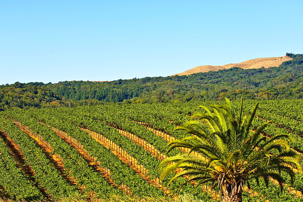 Grape vines in northern California near Mendocino, California, United States of America, North America