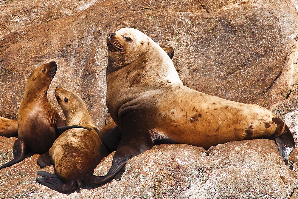 Stellar sea lions (Eumetopias jubatus) in the Five Finger Islands area of Frederick Sound, Southeast Alaska, Alaska, United States of America, North America