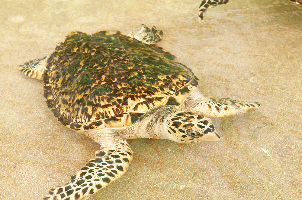 Old Hegg Turtle Sanctuary, Bequia, St. Vincent and The Grenadines, Windward Islands, West Indies, Caribbean, Central America