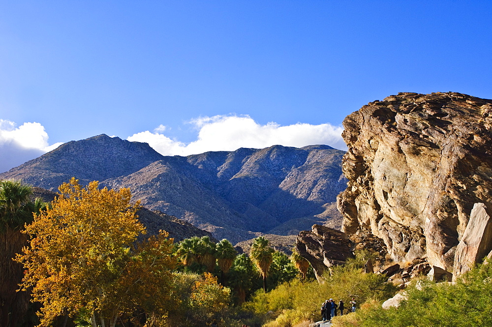 Andreas Canyon, Palm Springs, California, United States of America, North America