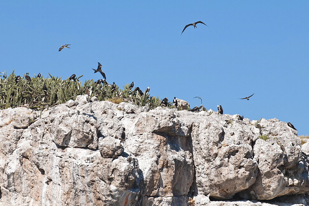 Magnificent frigate bird (Fregata magnificens), Isla Marietas National Park, UNESCO Biosphere Reserve, Puerto Vallarta, Jalisco, Mexico, North America