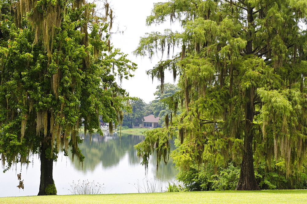 Spanish moss, Orlando, Florida, United States of America, North America