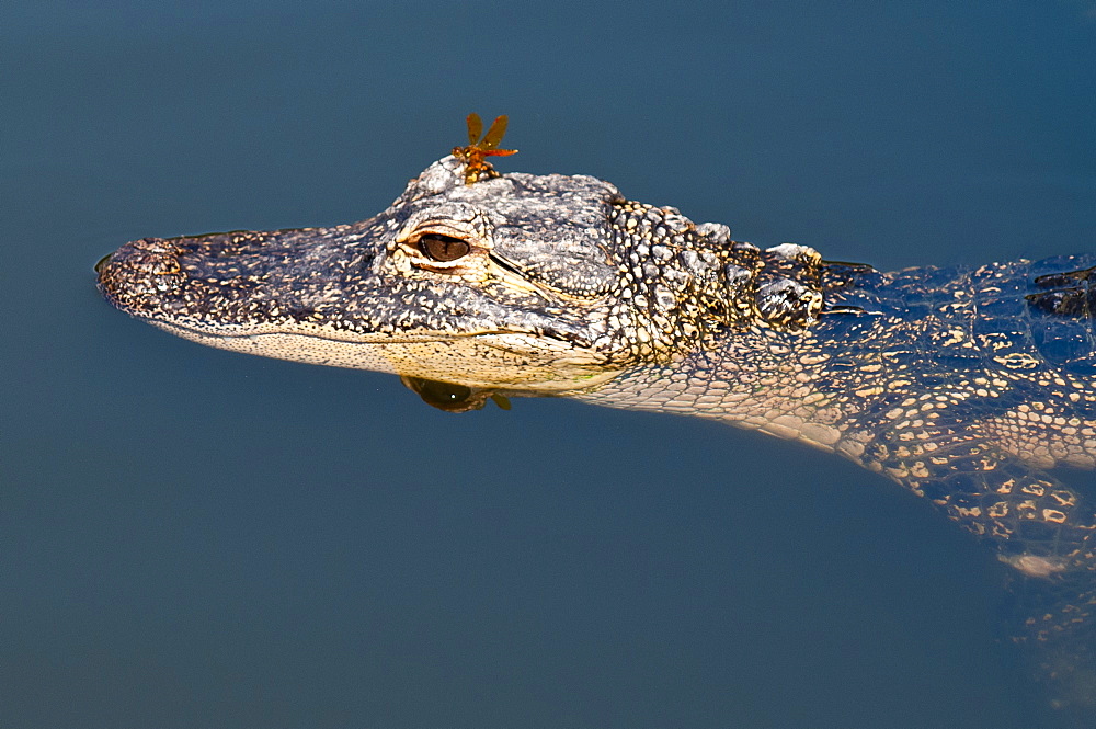 American alligator (Alligator mississippiensis), Everglades, UNESCO World Heritage Site, Florida, United States of America, North America