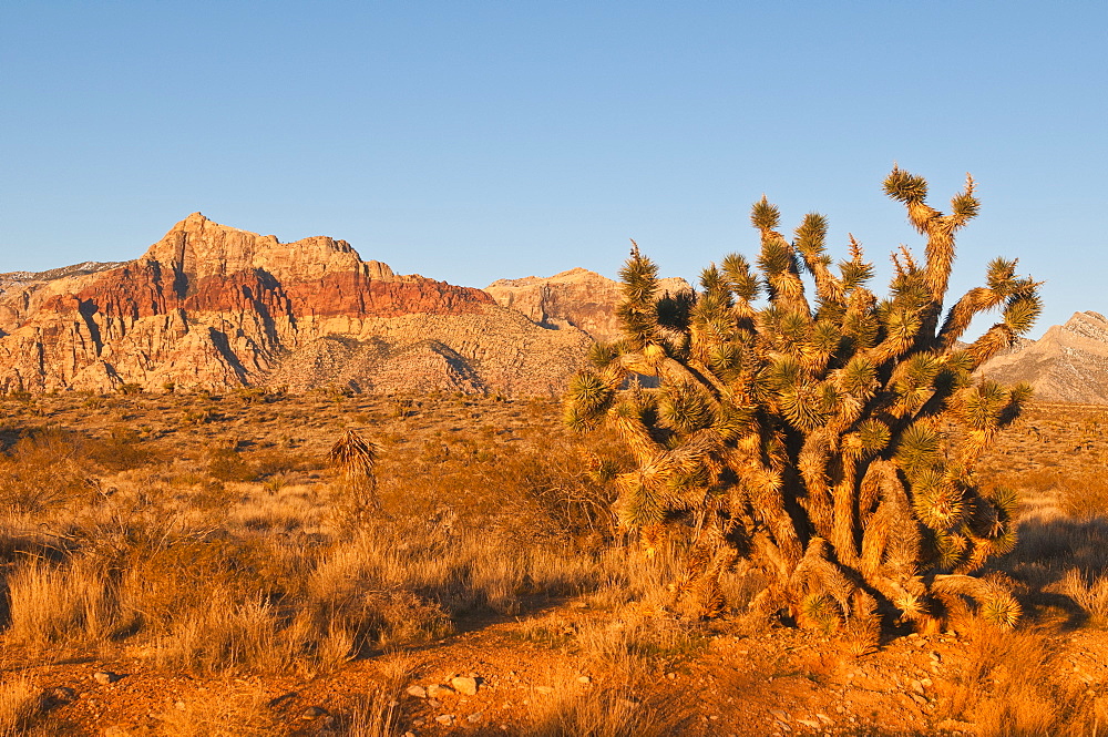 Red Rock Canyon outside Las Vegas, Nevada, United States of America, North America