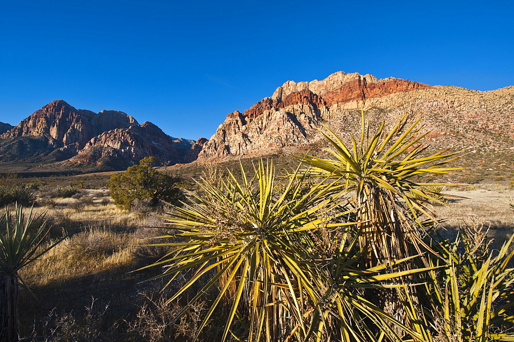 Red Rock Canyon outside Las Vegas, Nevada, United States of America, North America