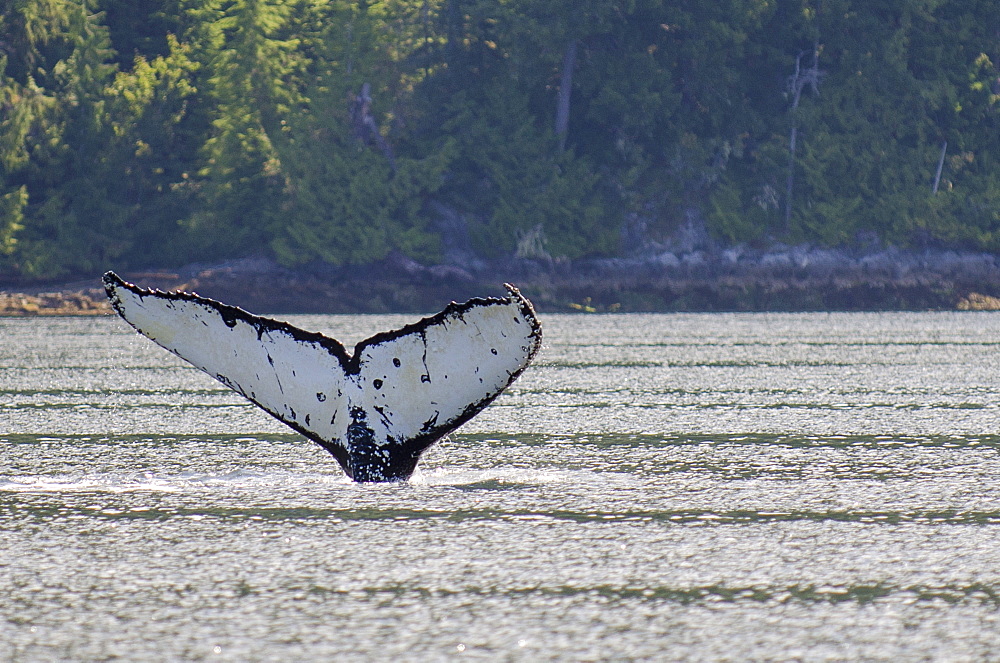 Humpback whales in Quatsino Sound, Port Alice, Vancouver Island, British Columbia, Canada, North America 