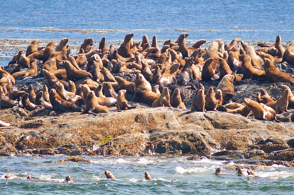 Steller sea lion (northern sea lion) (Eumetopias jubatus) colony outside Prince Rupert, British Columbia, Canada, North America 