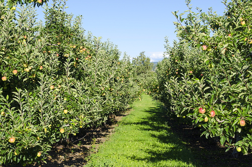 Apple orchard, Kelowna, British Columbia, Canada, North America 