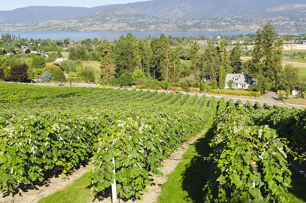 Grape vines in Kelowna, British Columbia, Canada, North America 