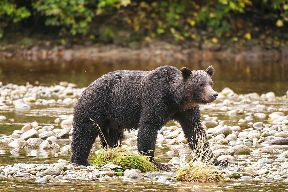 Brown or grizzly bear (Ursus arctos) fishing for salmon in Great Bear Rainforest, British Columbia, Canada, North America 