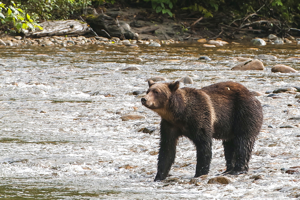 Brown or grizzly bear (Ursus arctos) fishing for salmon in Great Bear Rainforest, British Columbia, Canada, North America 