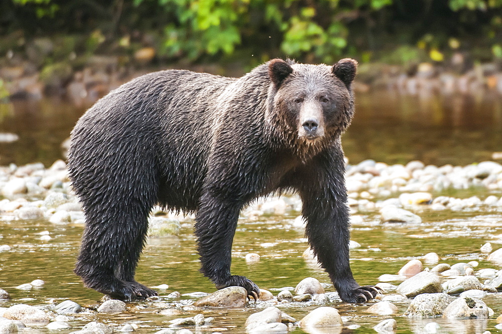 Brown or grizzly bear (Ursus arctos) fishing for salmon in Great Bear Rainforest, British Columbia, Canada, North America 