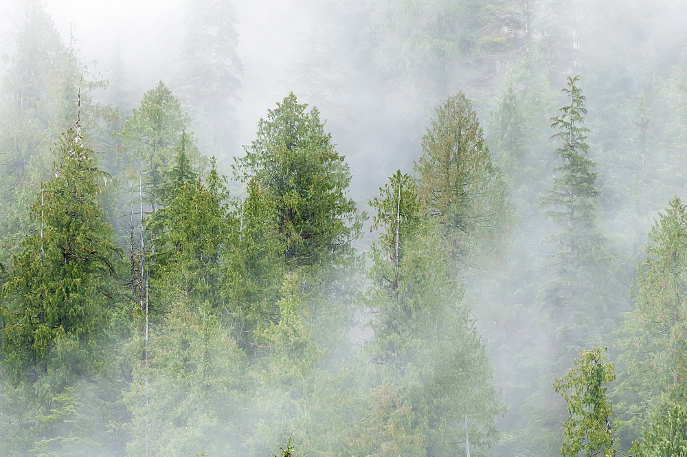 Mist covered pine trees in Great Bear Rainforest, British Columbia, Canada, North America 