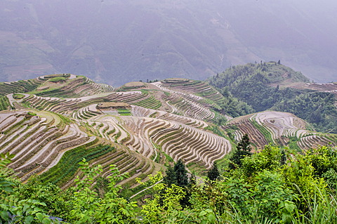 Dragon Spine Rice Terraces, Longsheng, Guangxi, China, Asia