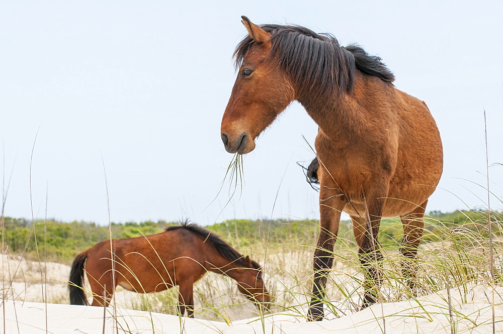 Wild mustangs (banker horses) (Equus ferus caballus) in Currituck National Wildlife Refuge, Corolla, Outer Banks, North Carolina, United States of America, North America