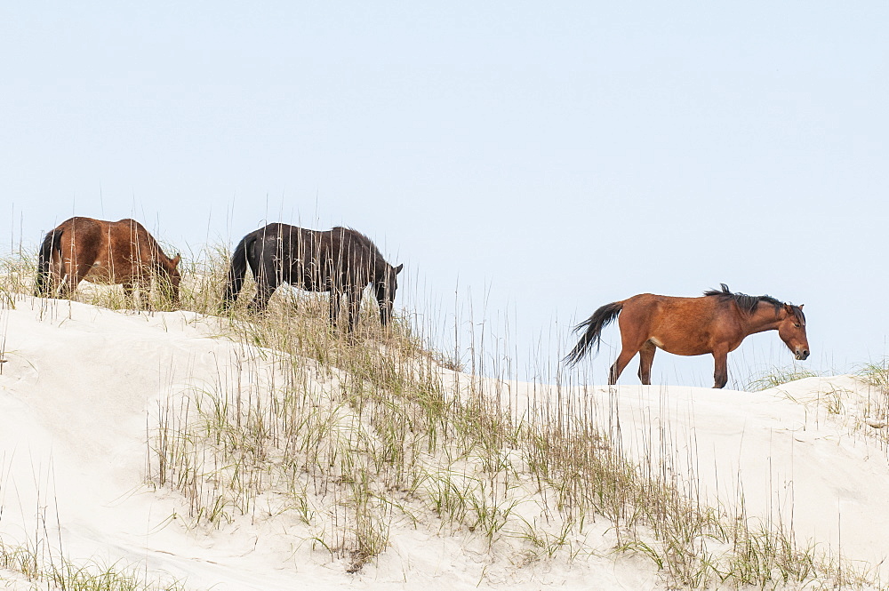 Wild mustangs (banker horses) (Equus ferus caballus) in Currituck National Wildlife Refuge, Corolla, Outer Banks, North Carolina, United States of America, North America