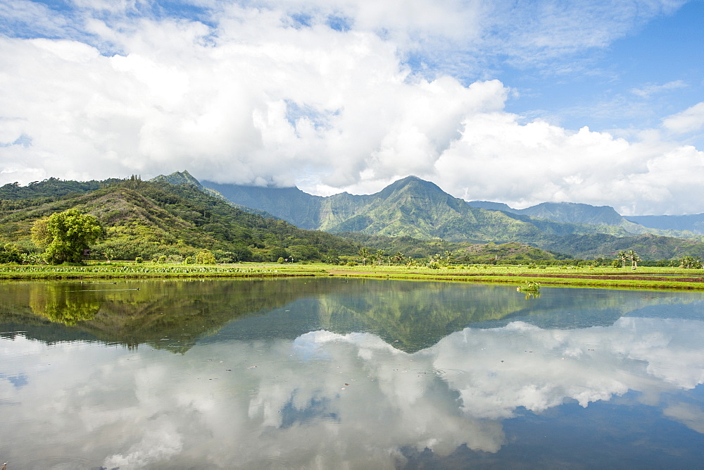 Hanalei National Wildlife Refuge, Hanalei Valley, Kauai, Hawaii, United States of America, Pacific