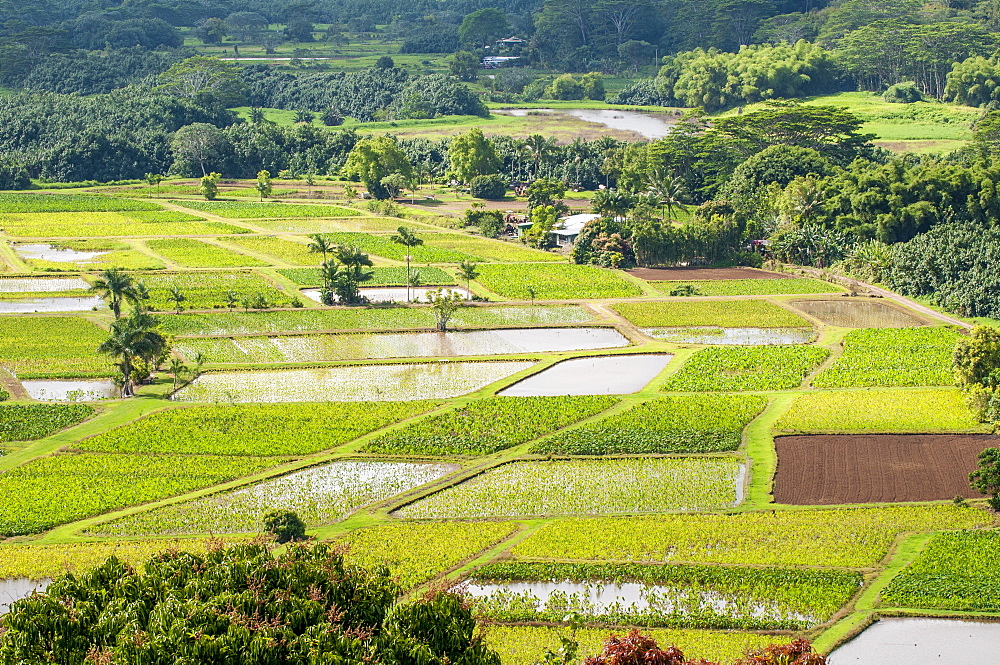 Taro fields in Hanalei National Wildlife Refuge, Hanalei Valley, Kauai, Hawaii, United States of America, Pacific