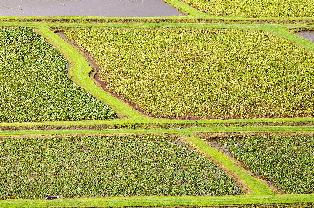 Taro fields in Hanalei National Wildlife Refuge, Hanalei Valley, Kauai, Hawaii, United States of America, Pacific