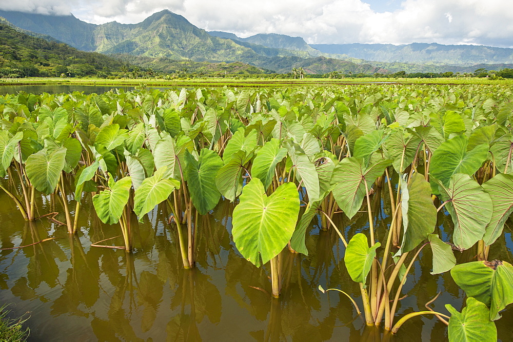 Taro fields in Hanalei National Wildlife Refuge, Hanalei Valley, Kauai, Hawaii, United States of America, Pacific