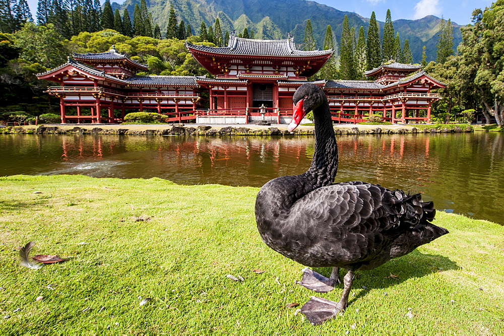 Byodo-In Temple, Valley of The Temples, Kaneohe, Oahu, Hawaii, United States of America, Pacific